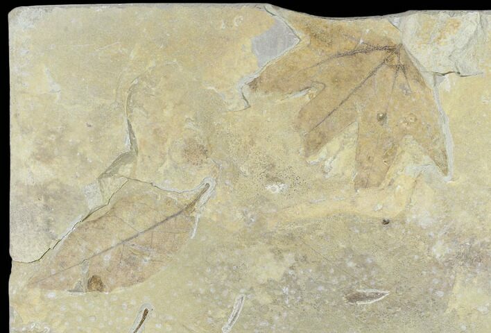 Two Fossil Leaves (Fraxinus And Platanus)- Green River Formation, Utah #118025